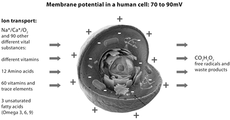 圖23：PEMF 療法提升細胞電位與 ATP 產量