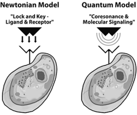 圖9: 分子信號傳導與共振 - 牛頓模型顯示配體和受體的鎖鑰機制，量子模型顯示核心共振和分子信號傳導
